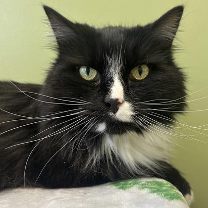 Easton, a Adoptable mixed breed in East Montpelier, VT image 1/2