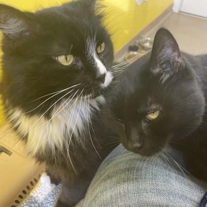 Easton, Adoptable, Senior Male Domestic Medium Hair & Domestic Short Hair.