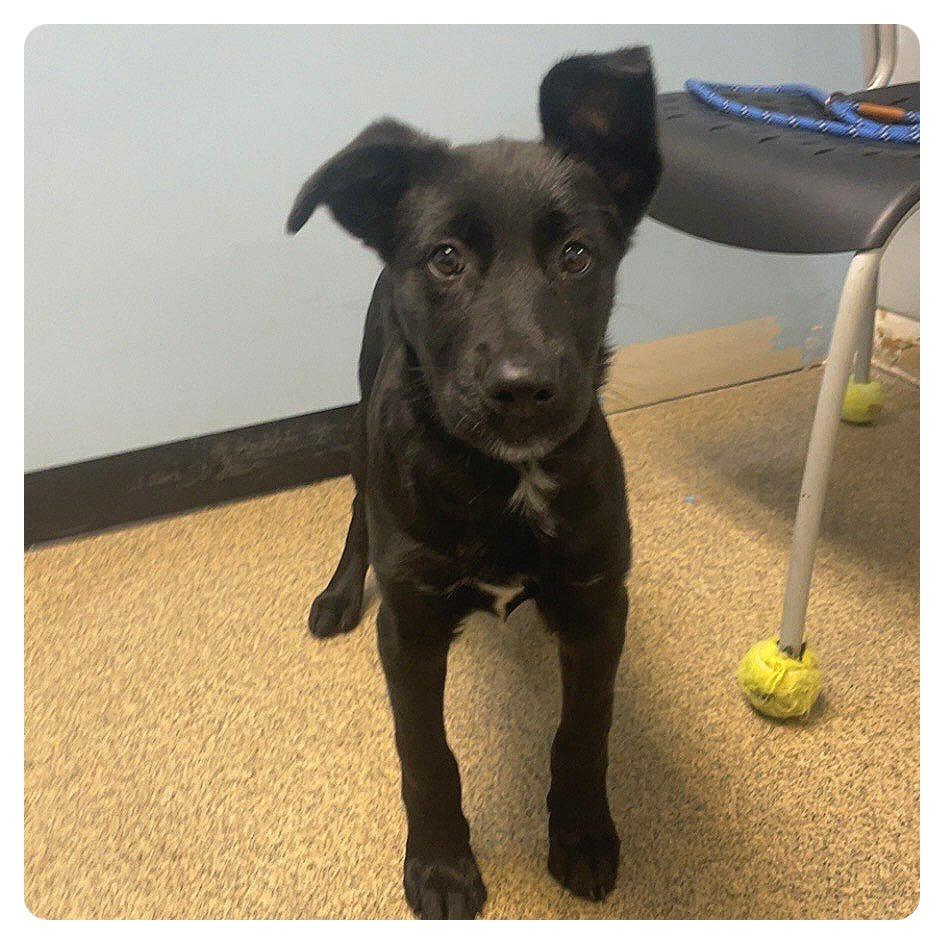Milo, Adoptable, Puppy Male Mixed Breed.