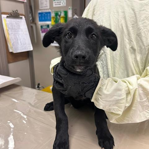 Milo, a Adoptable Mixed Breed in Knoxville, TN image 2/2