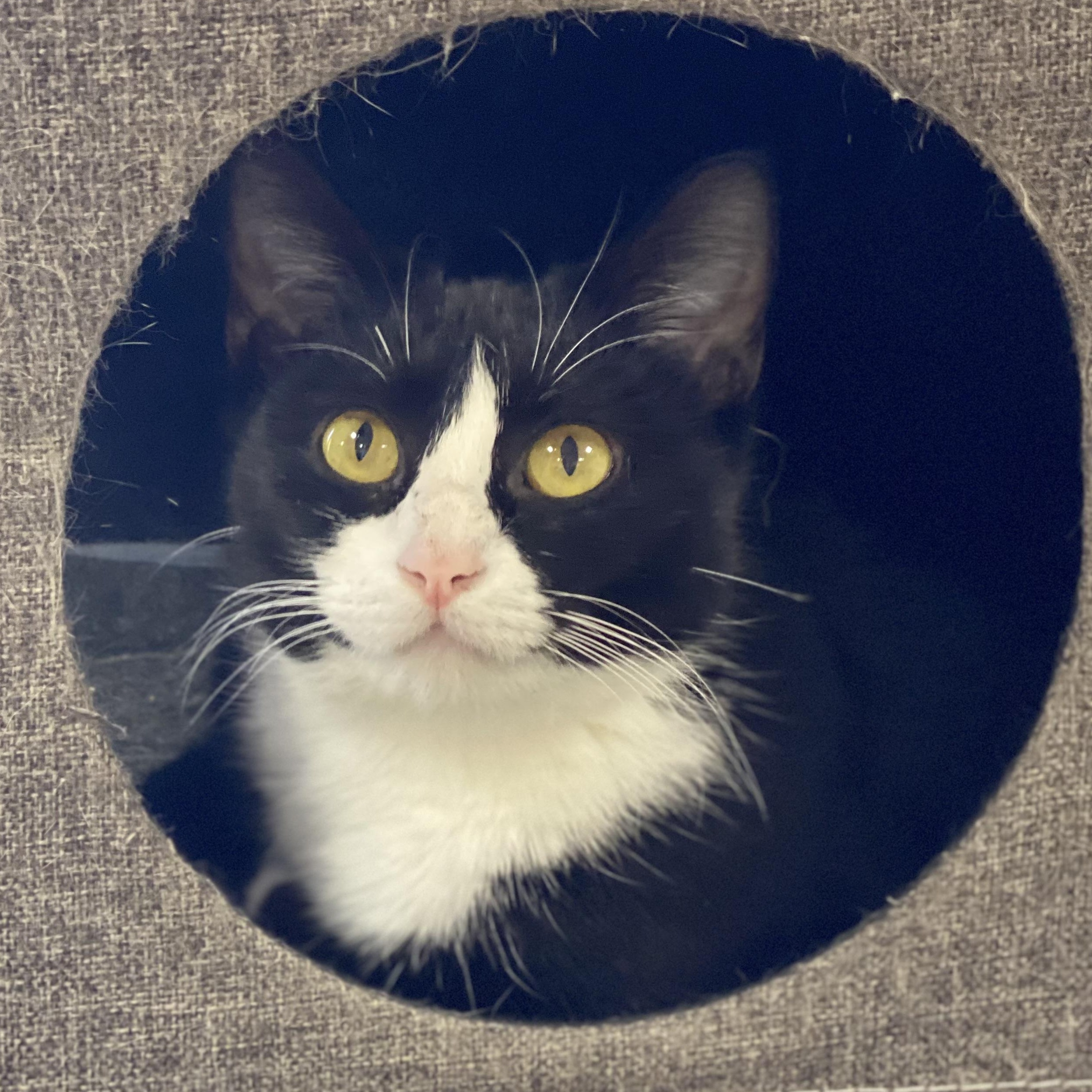 Enlarge Frostie, a ADOPTABLE Domestic Short Hair in Collierville, TN image 1/6