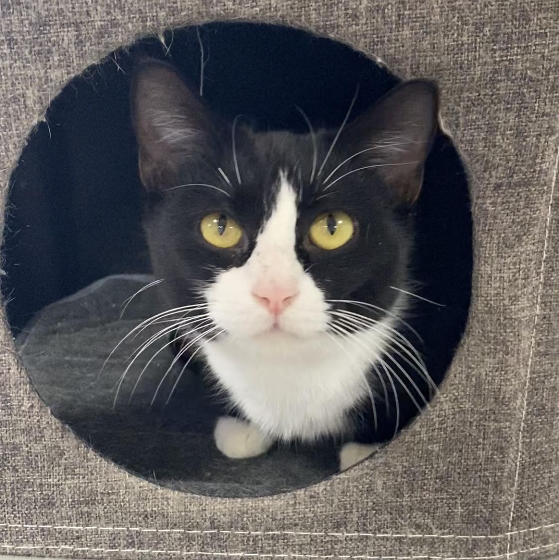 Enlarge Frostie, a ADOPTABLE Domestic Short Hair in Collierville, TN image 2/6