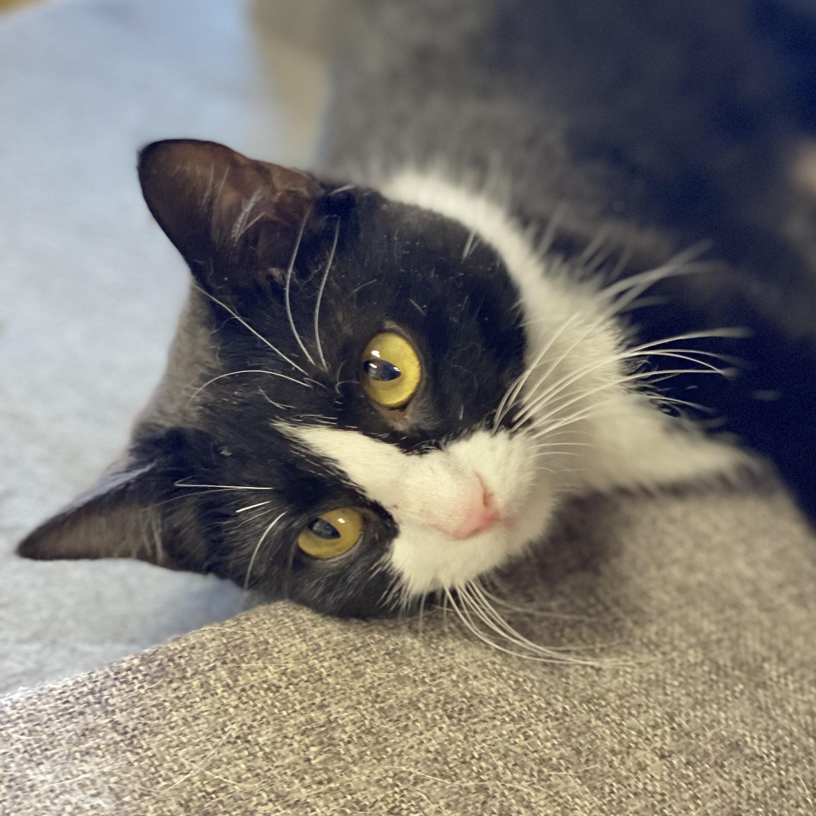 Enlarge Frostie, a ADOPTABLE Domestic Short Hair in Collierville, TN image 3/6