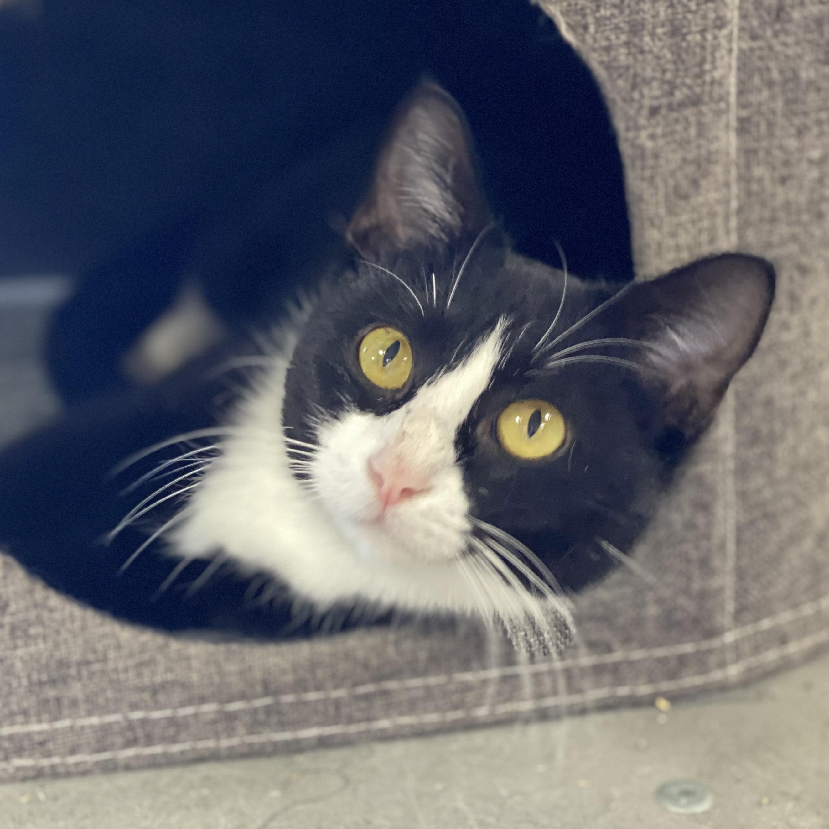 Enlarge Frostie, a ADOPTABLE Domestic Short Hair in Collierville, TN image 4/6