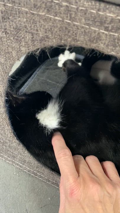 Enlarge Frostie, a ADOPTABLE Domestic Short Hair in Collierville, TN video 6/6