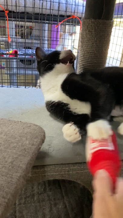 Enlarge Frostie, a ADOPTABLE Domestic Short Hair in Collierville, TN video 5/6