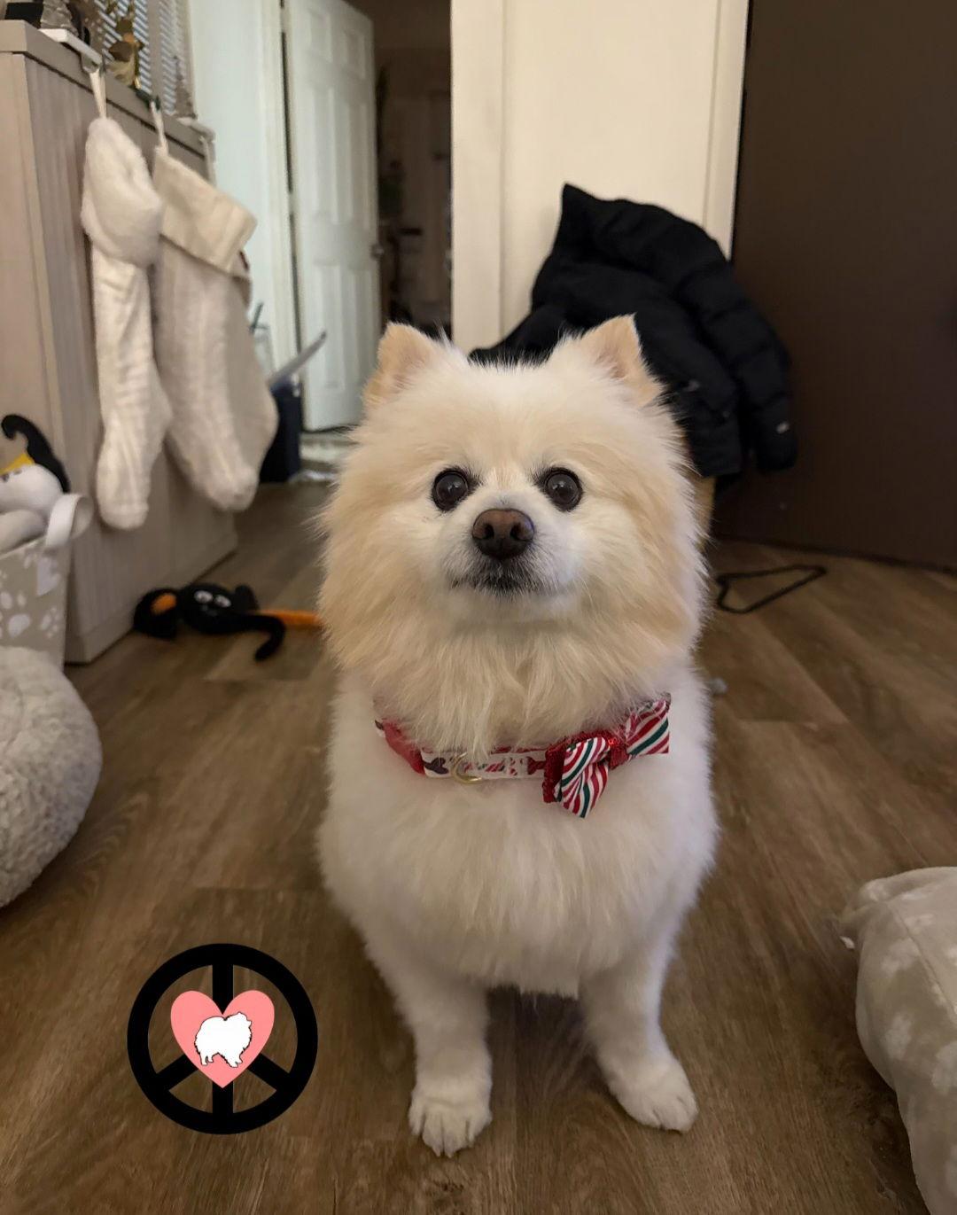 Milo Jr, Adoptable, Senior Male Pomeranian.