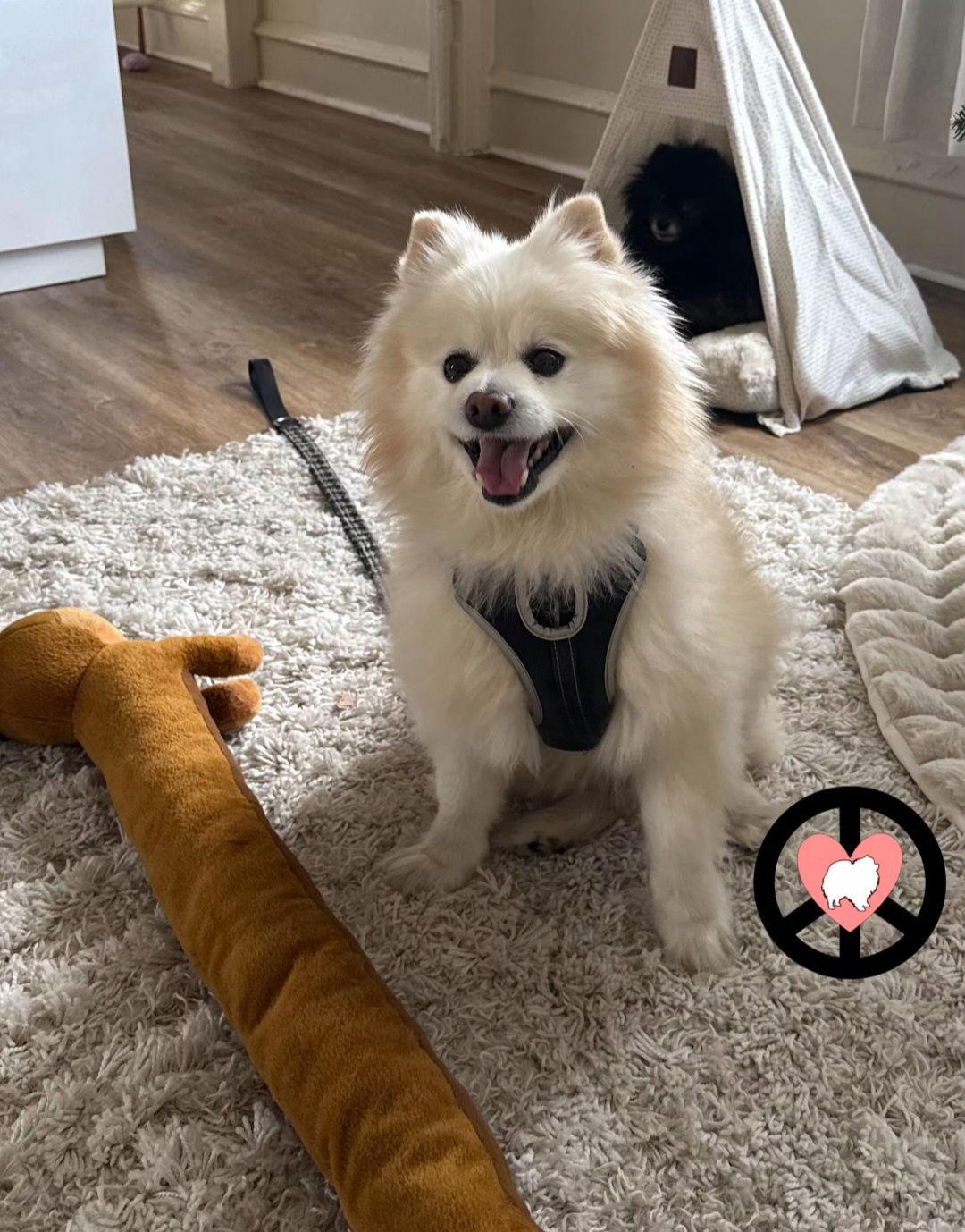 Milo Jr, a Adoptable Pomeranian in Lebanon, PA image 2/3