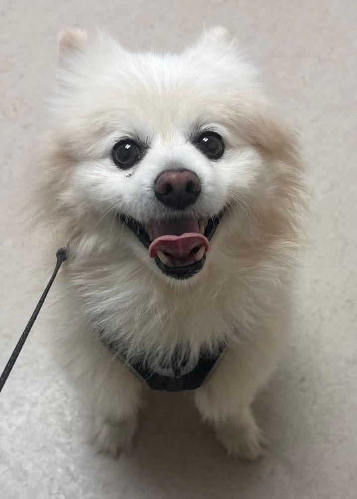 Milo Jr, a Adoptable Pomeranian in Lebanon, PA image 3/3