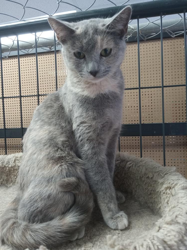 Persephone, Adoptable, Adult Female Calico.