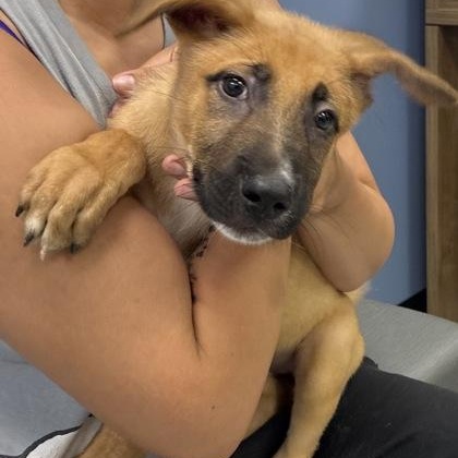Enlarge Gizmo, an adoptable mixed breed in Converse, TX image 6/6