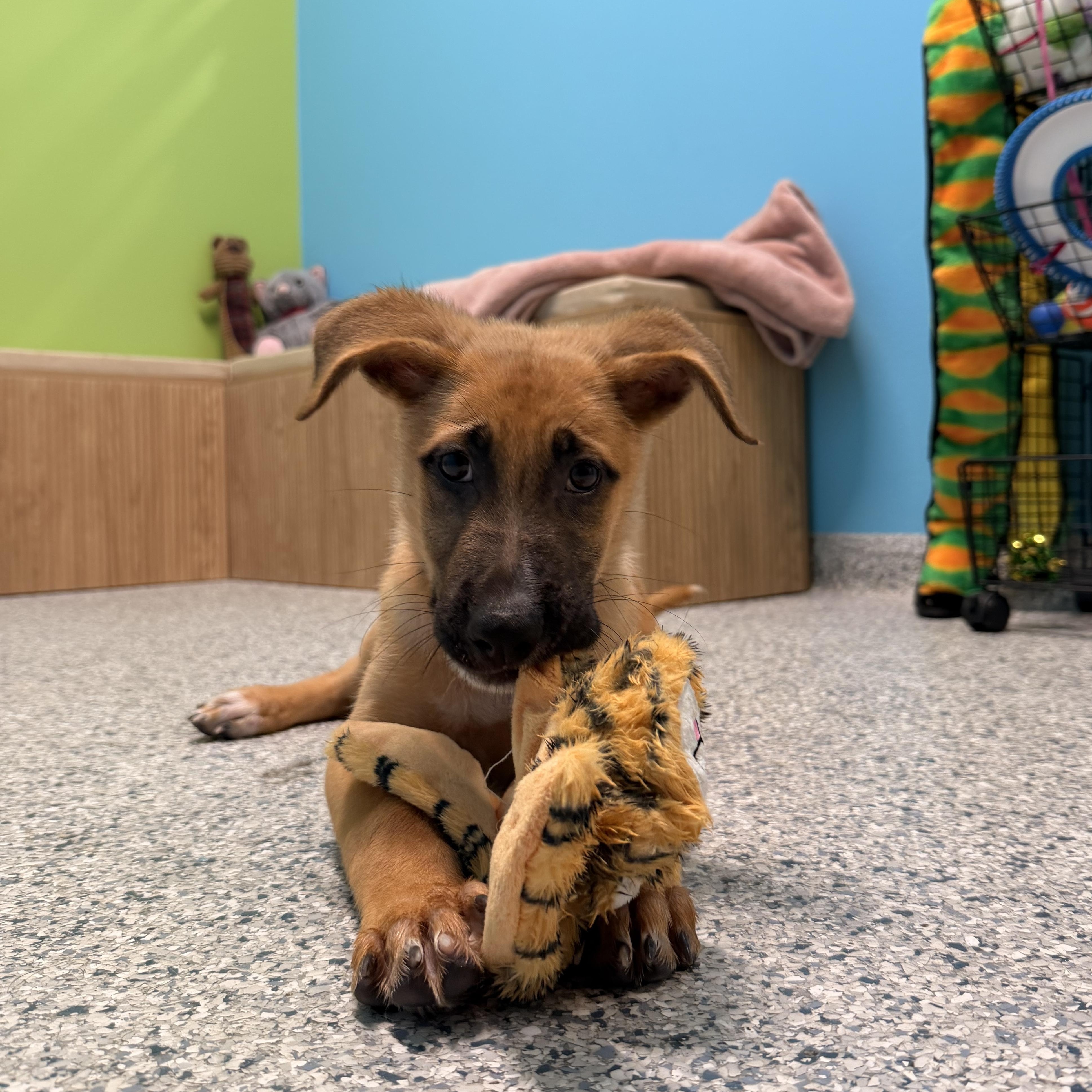 Enlarge Gizmo, an adoptable mixed breed in Converse, TX image 3/6