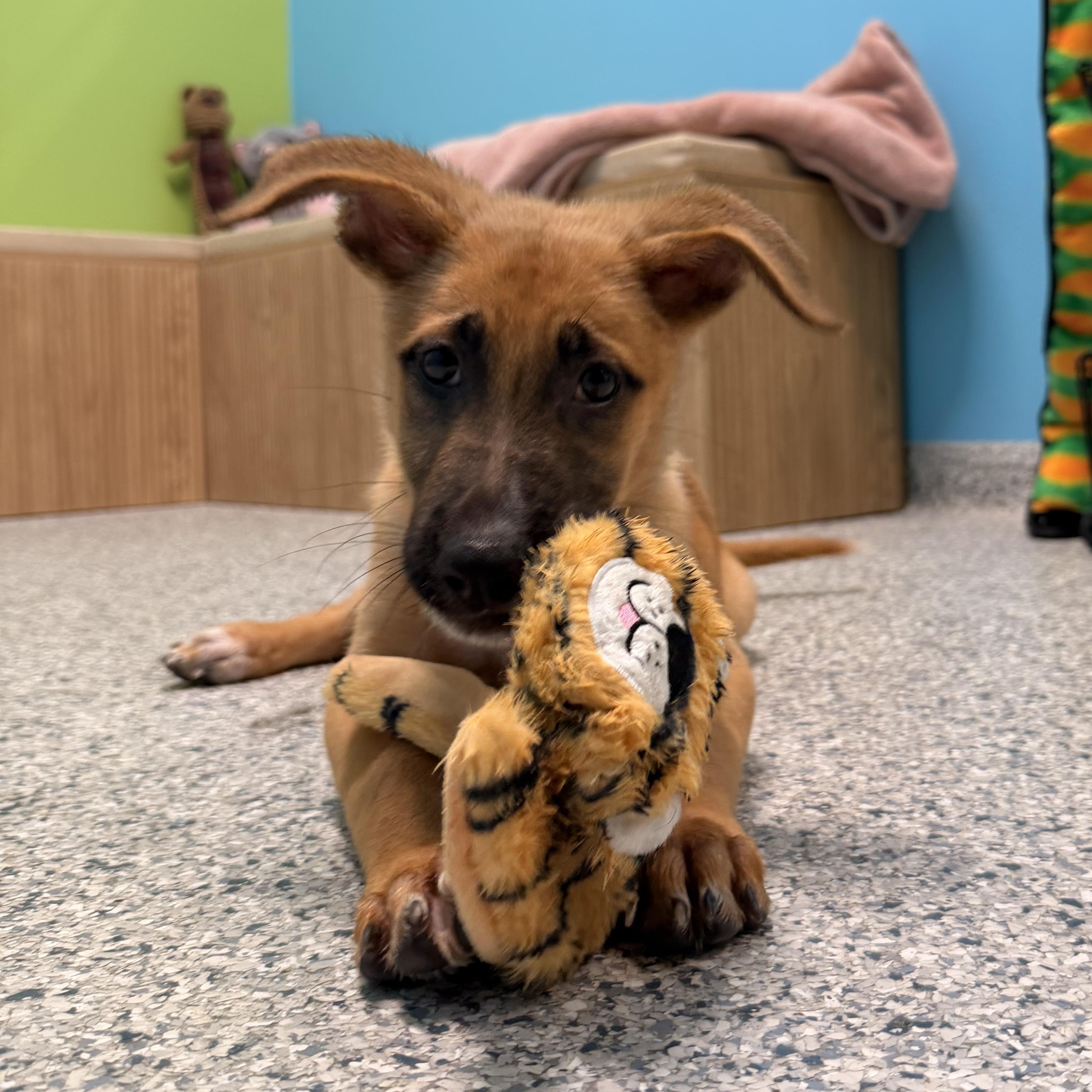 Gizmo, adoptable, Young Male Shepherd.