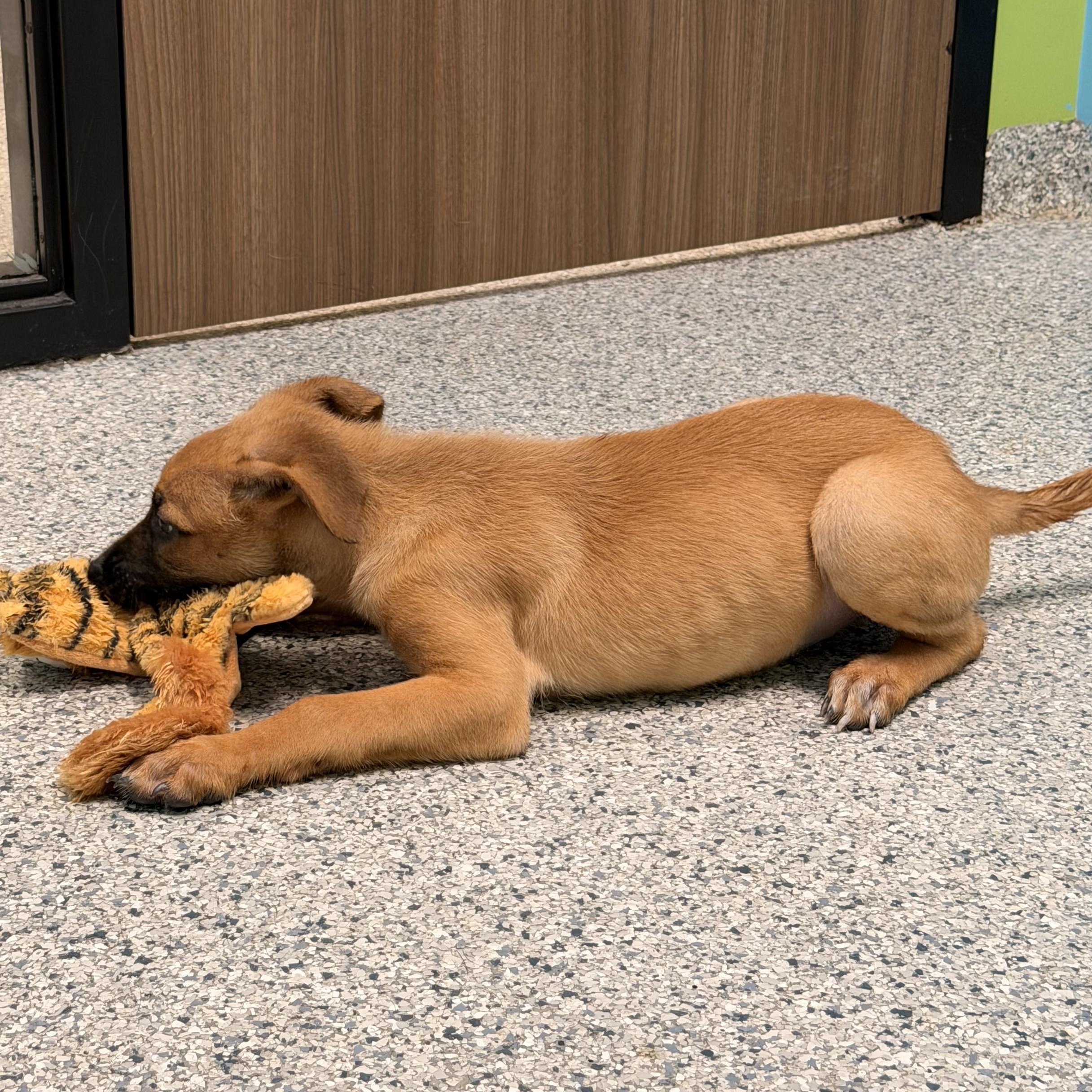 Enlarge Gizmo, an adoptable mixed breed in Converse, TX image 4/6