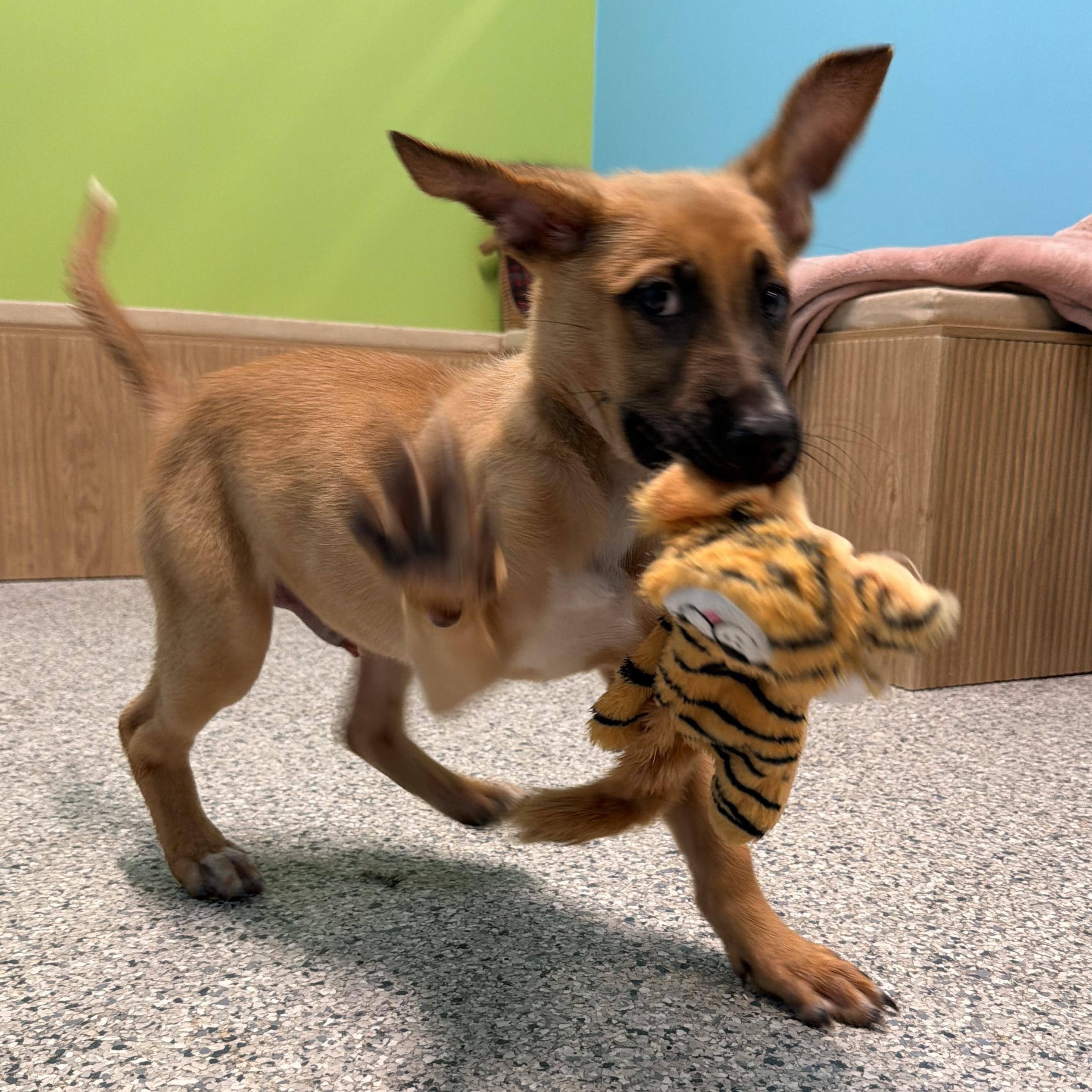 Enlarge Gizmo, an adoptable mixed breed in Converse, TX image 2/6