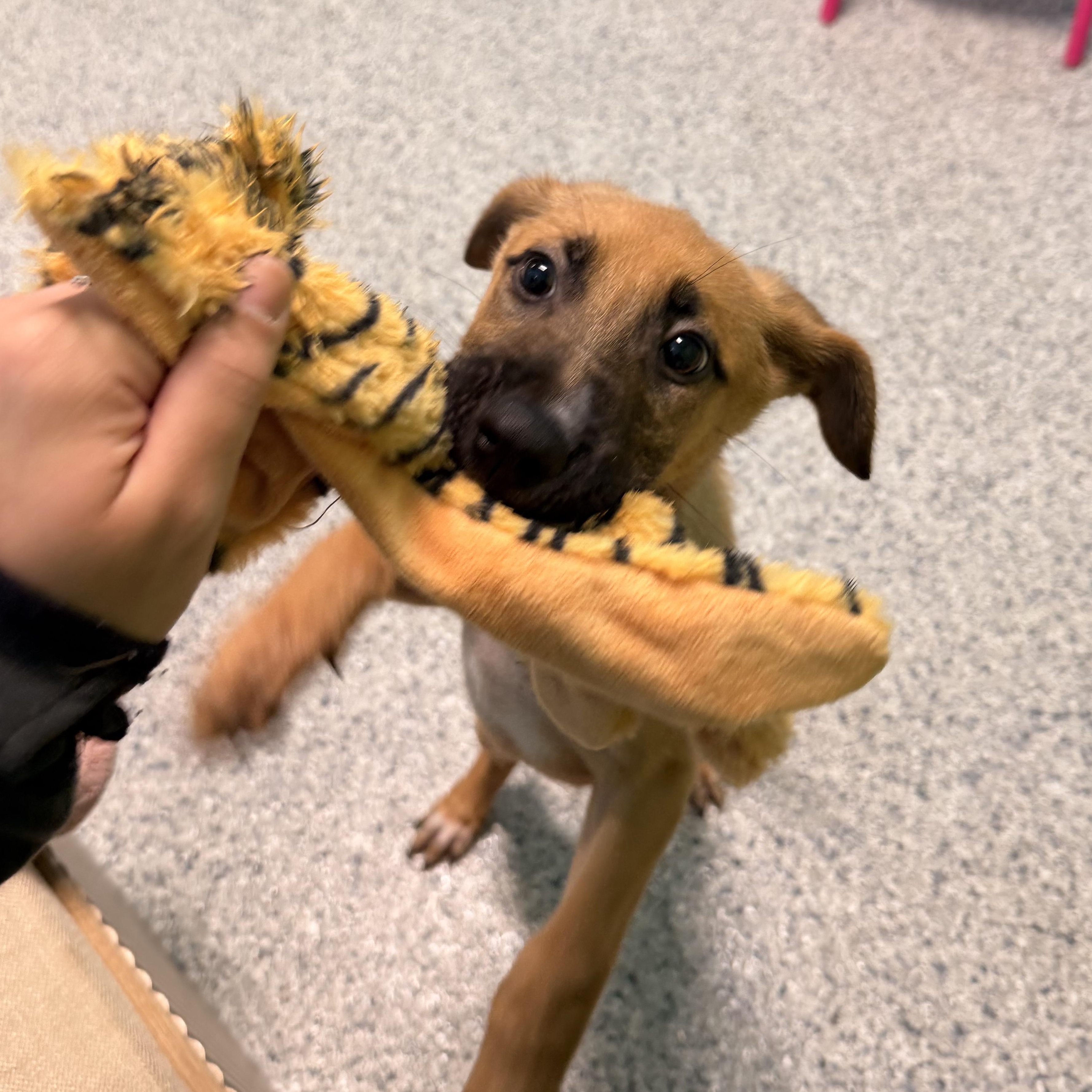 Enlarge Gizmo, an adoptable mixed breed in Converse, TX image 5/6