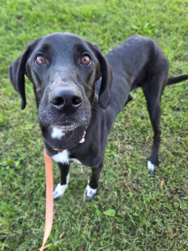 Bloom, Adoptable, Young Female Great Dane & Shepherd.