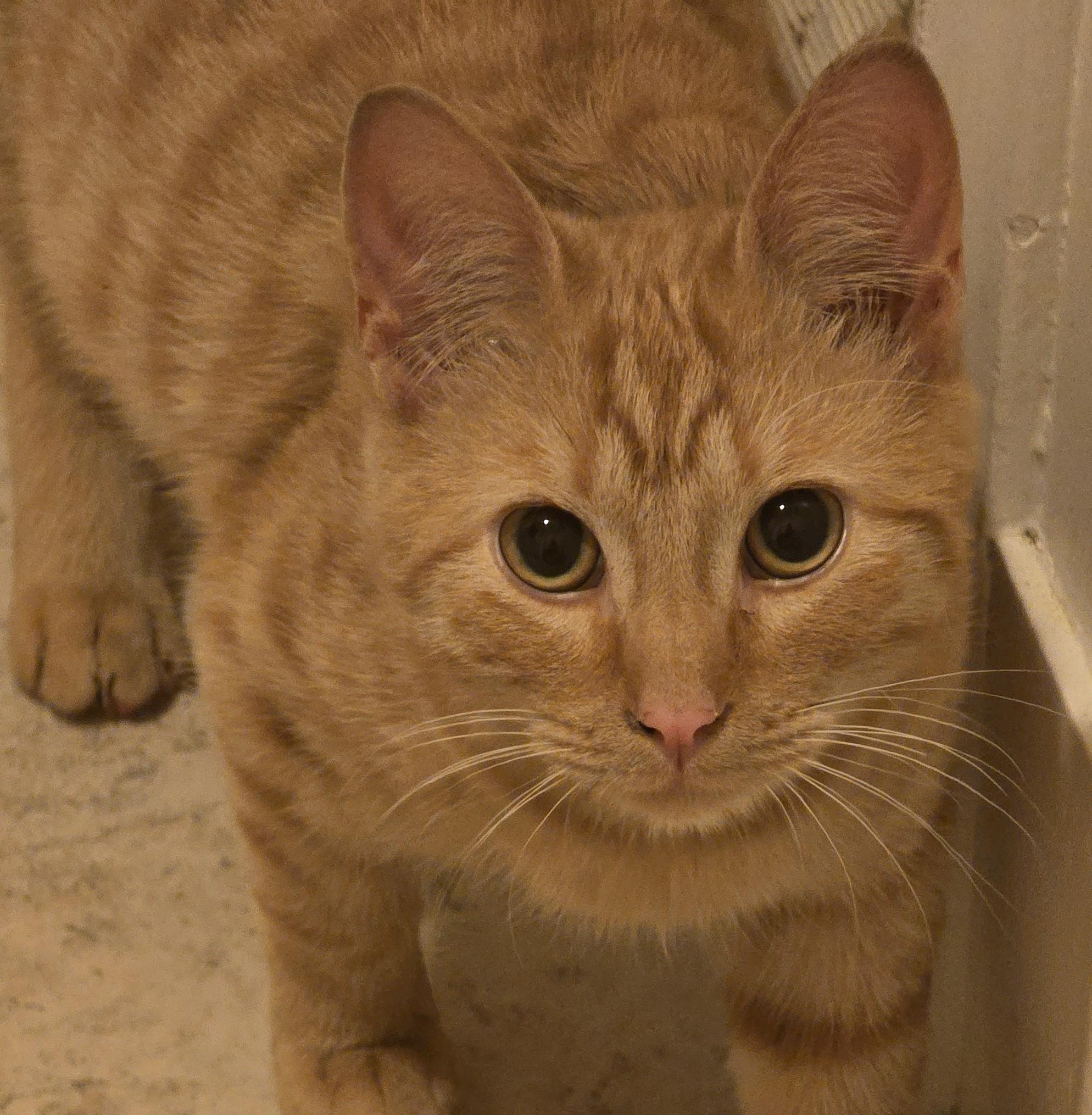 Angus, a Adoptable Domestic Short Hair in Grove City, OH image 1/3