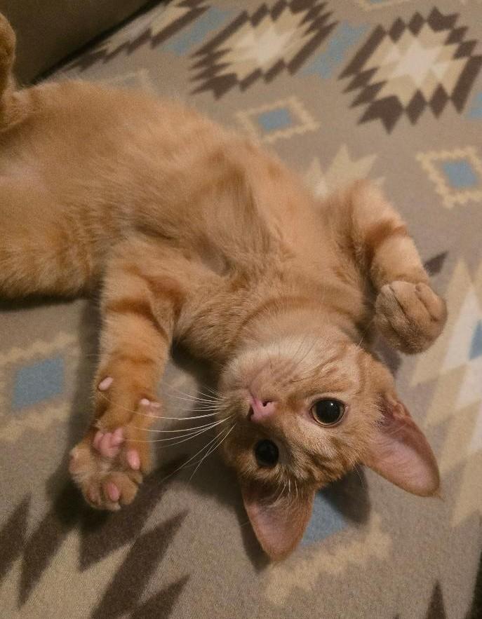 Angus, a Adoptable Domestic Short Hair in Grove City, OH image 2/3