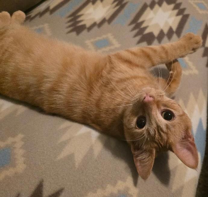 Angus, a Adoptable Domestic Short Hair in Grove City, OH image 3/3