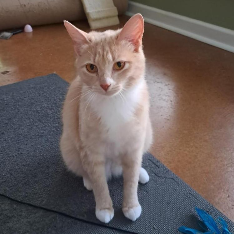 Biscuit