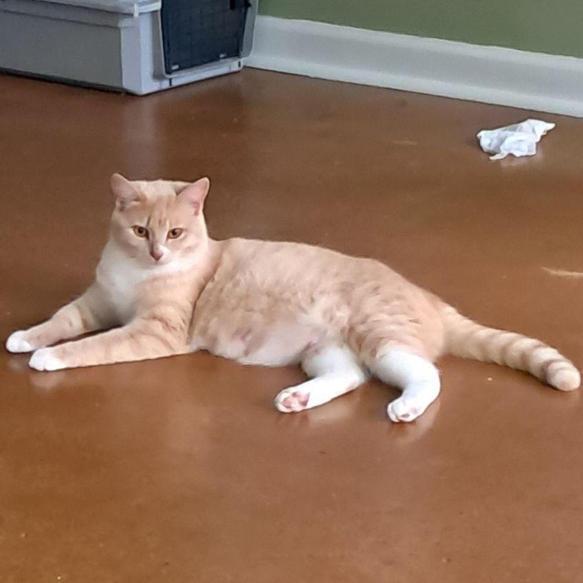 Biscuit
