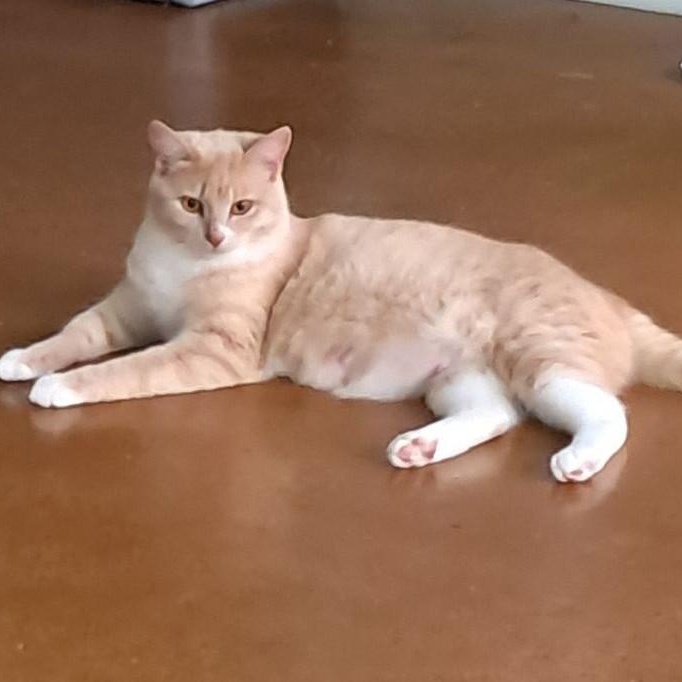Biscuit