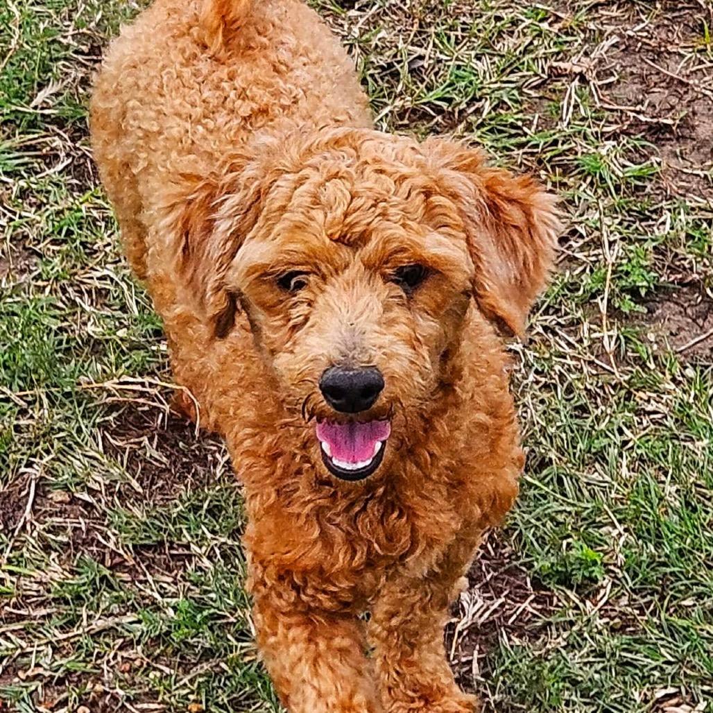 Theo, Adoptable, Young Male Standard Poodle.