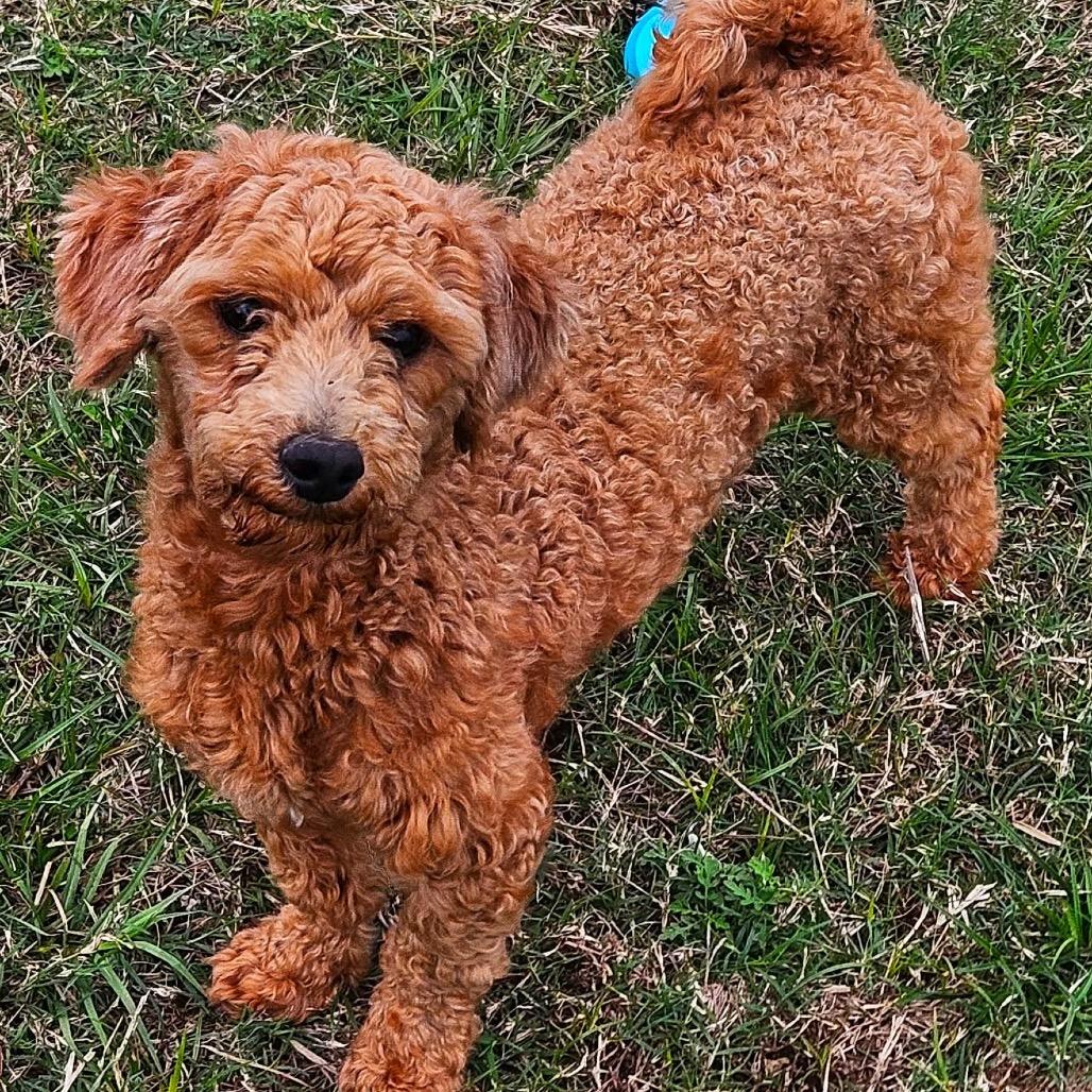 Enlarge Theo, a Adoptable Standard Poodle in Katy, TX image 3/3