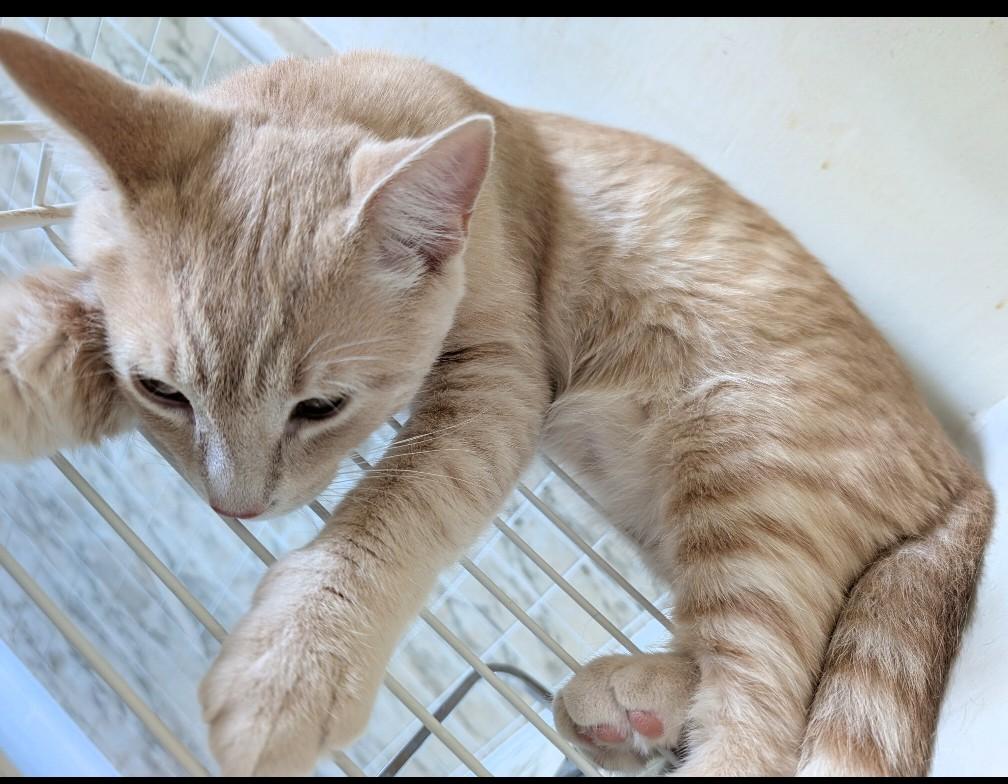 Logan, an adopted Tabby in Stoney Creek, ON image 2/3