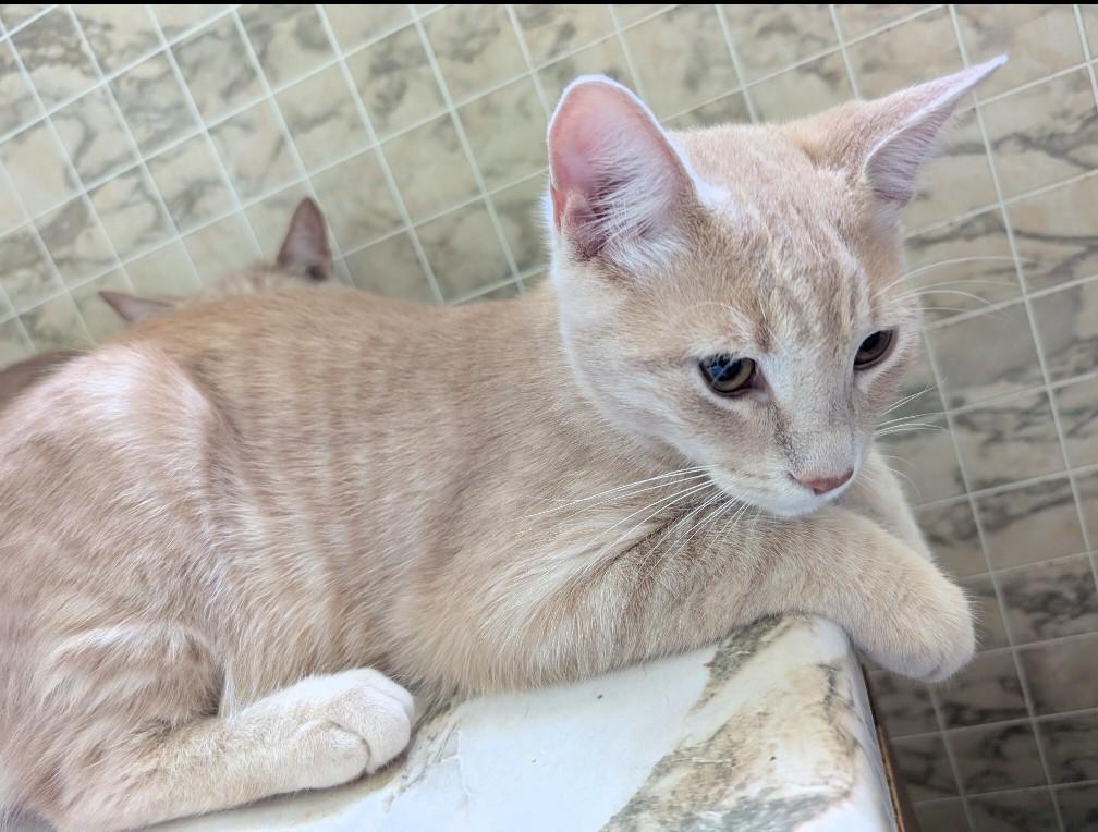 Logan, an adopted Tabby in Stoney Creek, ON image 1/3