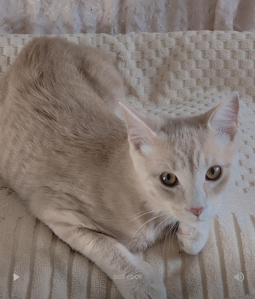 Logan, an adopted Tabby in Stoney Creek, ON image 3/3