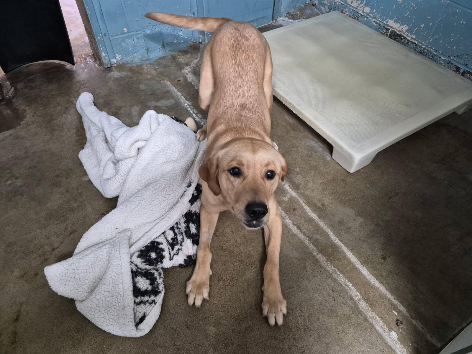 Kali, a ADOPTABLE Mixed Breed in Lake Hopatcong, NJ image 1/3