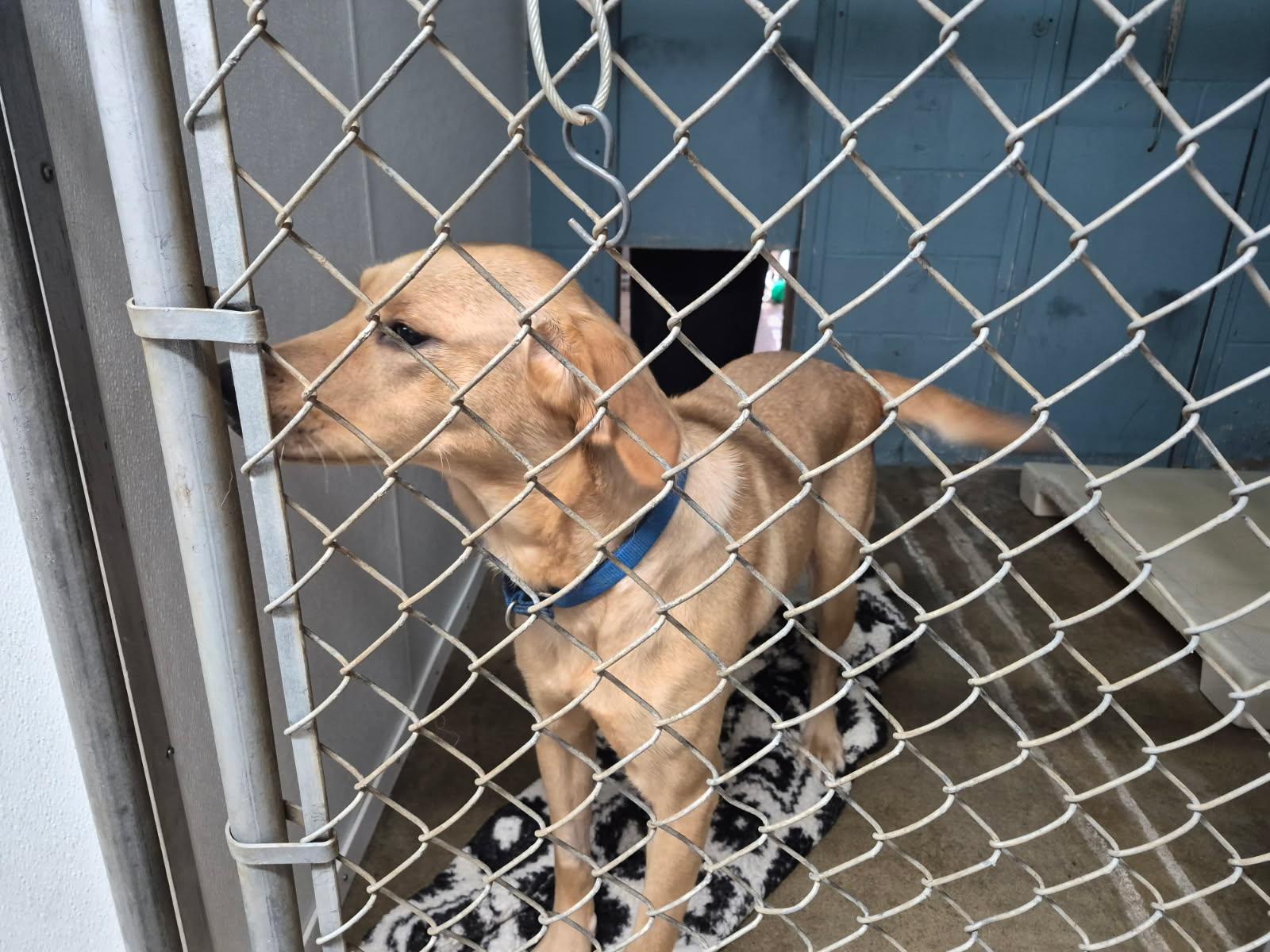 Kali, a ADOPTABLE Mixed Breed in Lake Hopatcong, NJ image 3/3