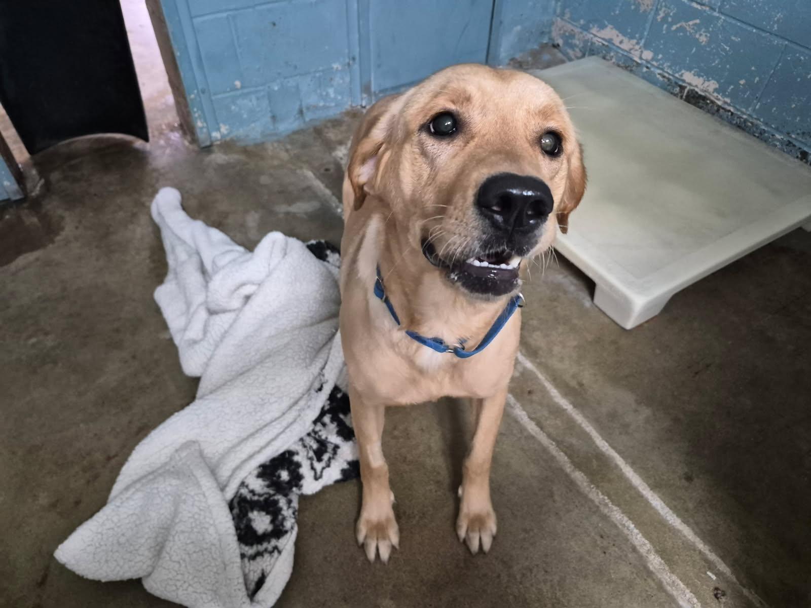 Kali, a ADOPTABLE Mixed Breed in Lake Hopatcong, NJ image 2/3