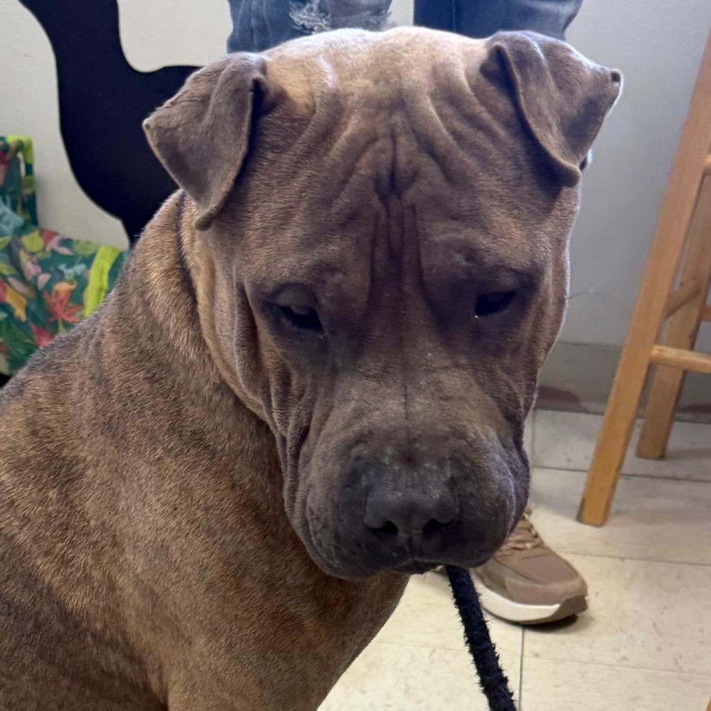 Enlarge Buddy, a Adoptable mixed breed in Jacksonville, AR image 1/3