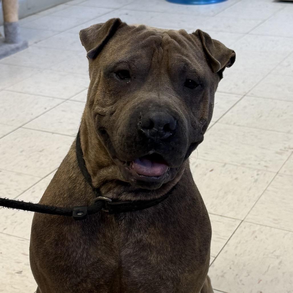 Enlarge Buddy, a Adoptable mixed breed in Jacksonville, AR image 2/3