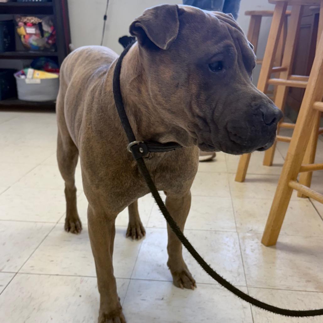 Enlarge Buddy, a Adoptable mixed breed in Jacksonville, AR image 3/3
