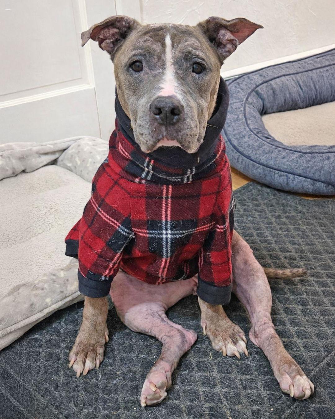 Enlarge Penny, a Adoptable Pit Bull Terrier in Sudbury, MA image 1/3