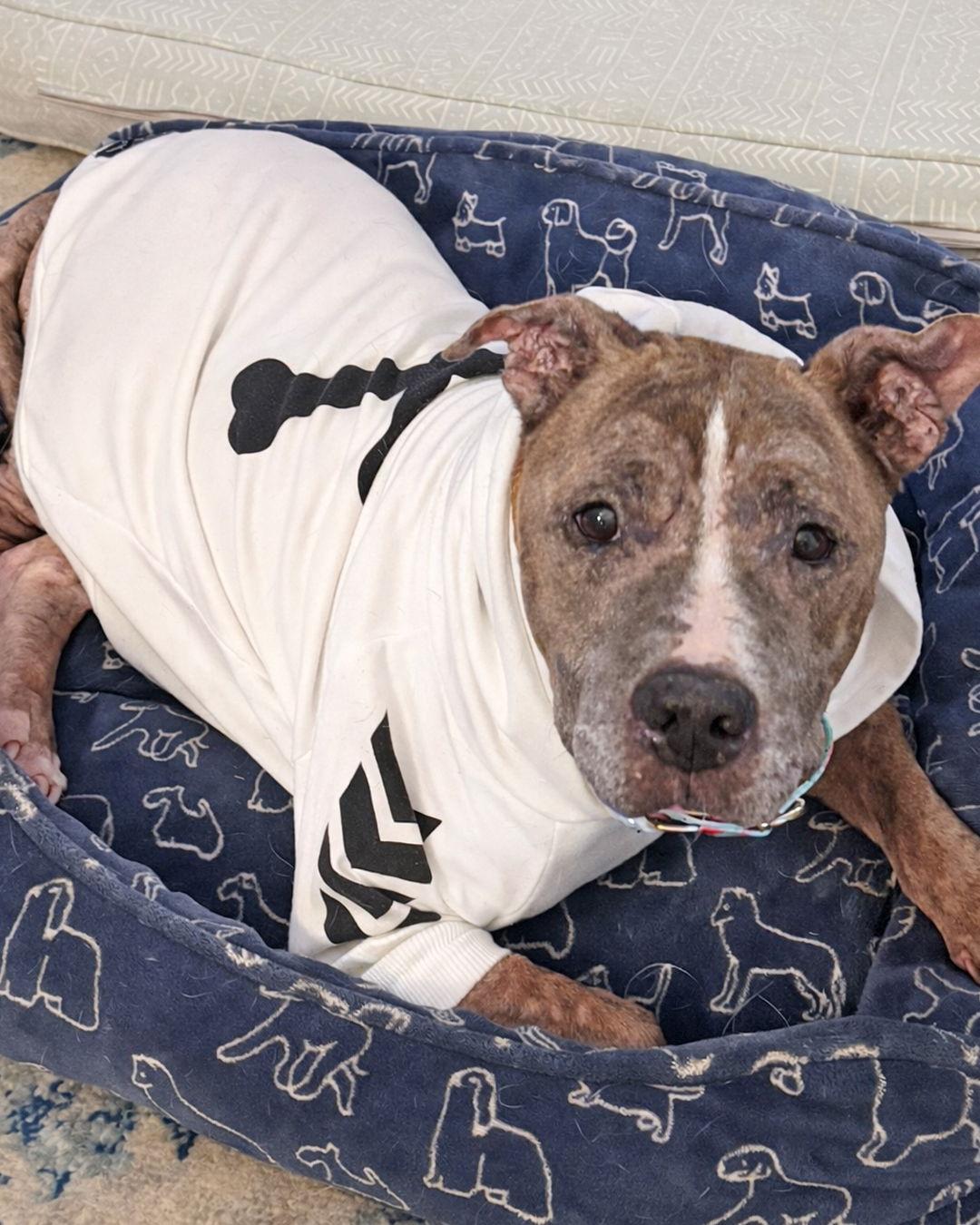 Penny, Adoptable, Senior Female Pit Bull Terrier.