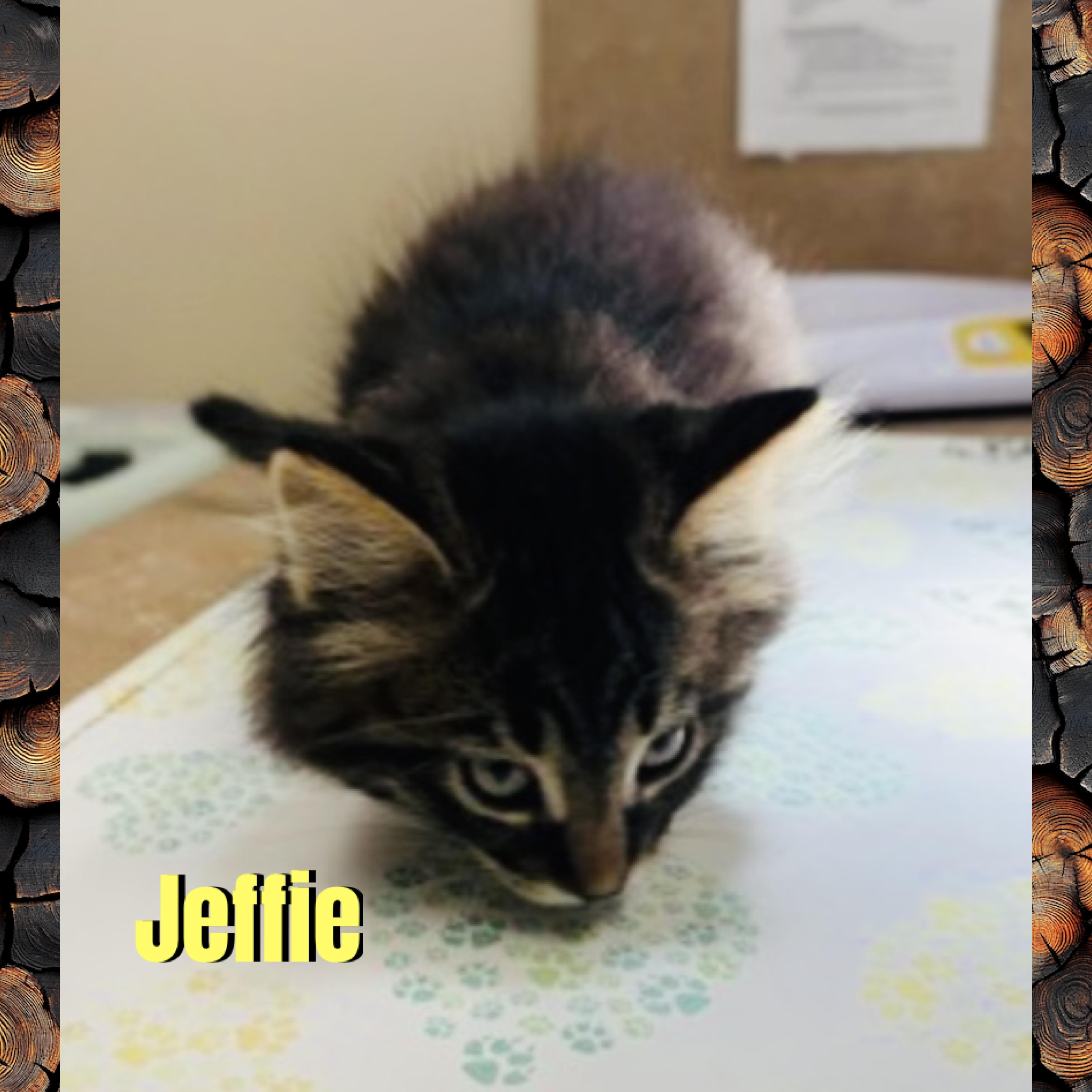 Enlarge Jeffie, a Adoptable mixed breed in Red Lodge, MT image 2/3