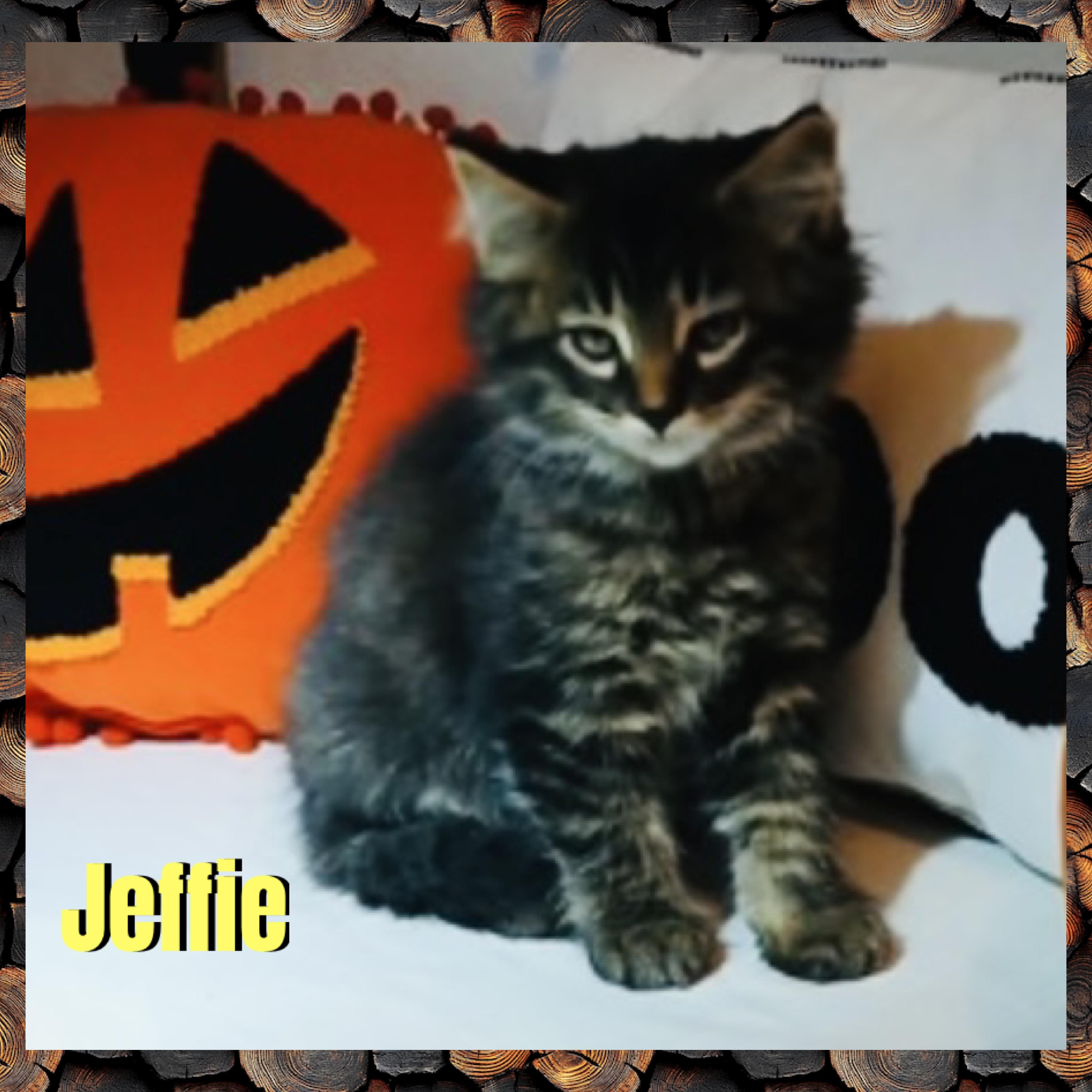 Enlarge Jeffie, a Adoptable mixed breed in Red Lodge, MT image 1/3