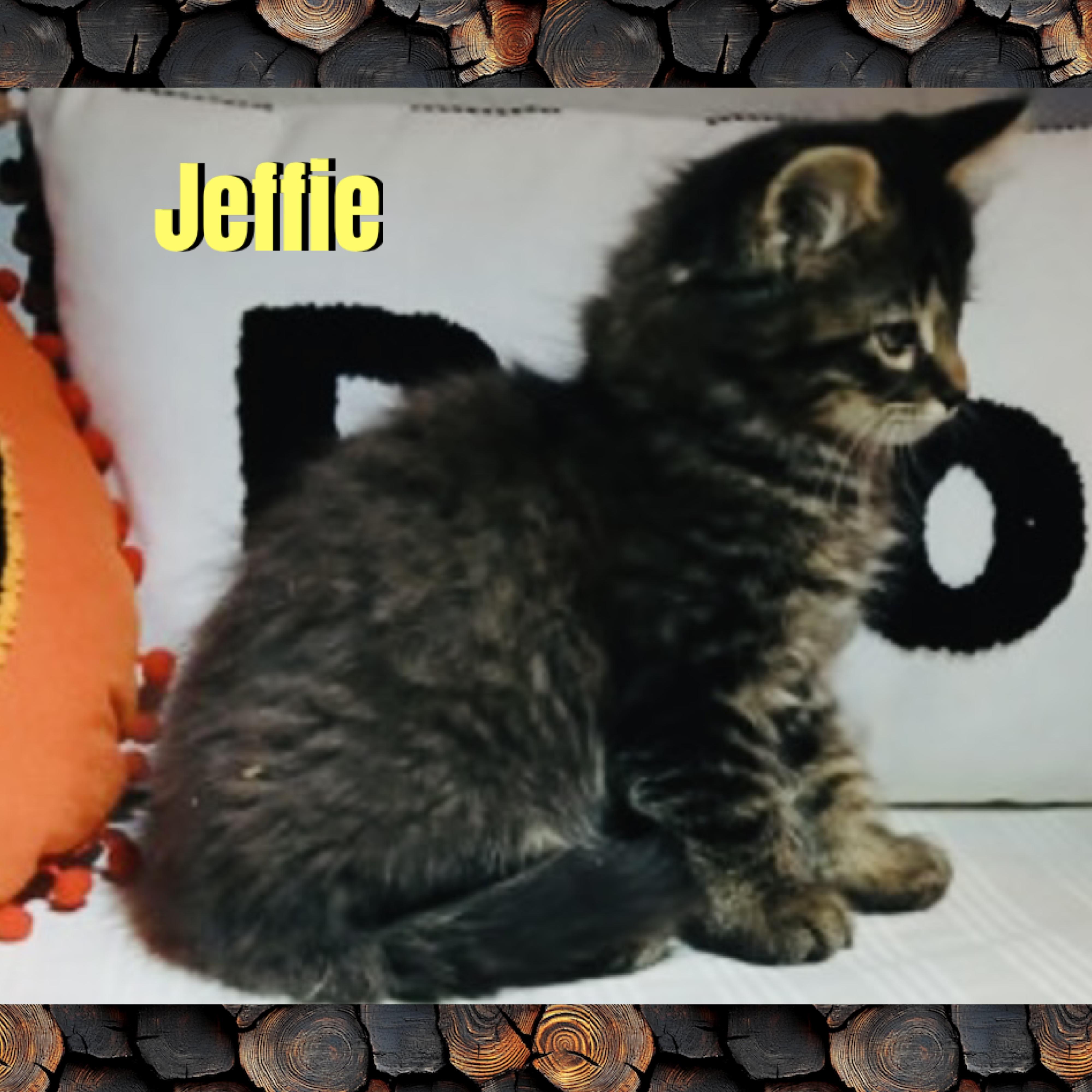 Enlarge Jeffie, a Adoptable mixed breed in Red Lodge, MT image 3/3