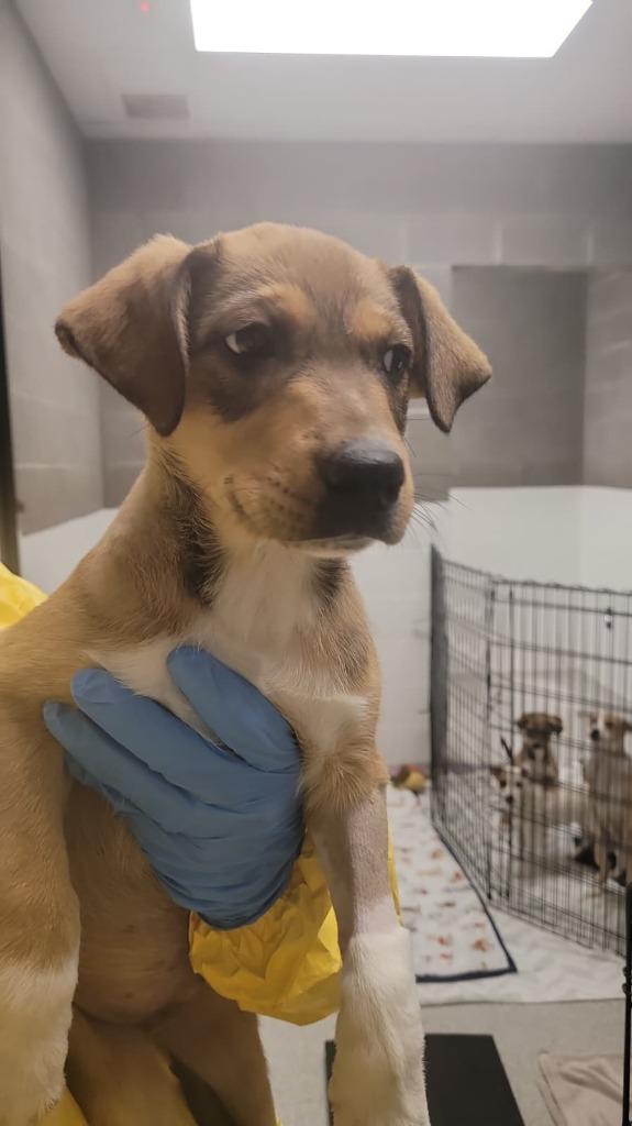 Acorn, Adoptable, Puppy Male Collie & Shepherd.