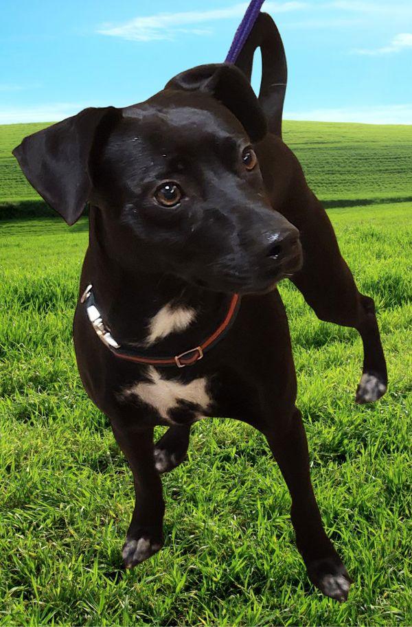 Enlarge Asher, a Adoptable mixed breed in Salem, OR image 1/1