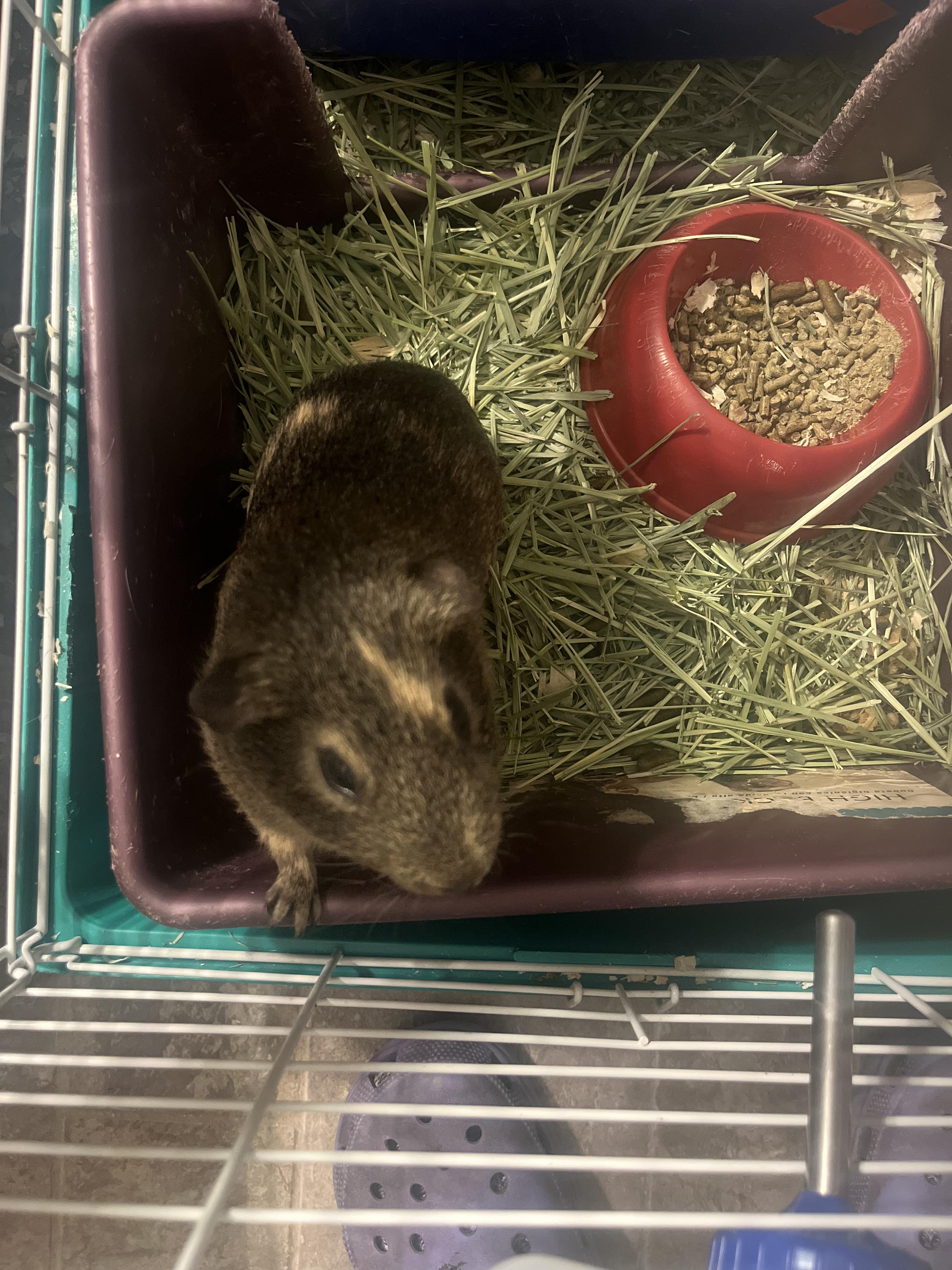 Piggies, Adoptable, Young Male Guinea Pig.