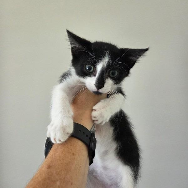 Enlarge Smudge, a Adoptable Domestic Short Hair in Atlanta, GA image 3/6