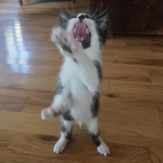Enlarge Smudge, a Adoptable Domestic Short Hair in Atlanta, GA image 5/6