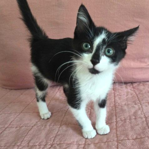 Enlarge Smudge, a Adoptable Domestic Short Hair in Atlanta, GA image 4/6