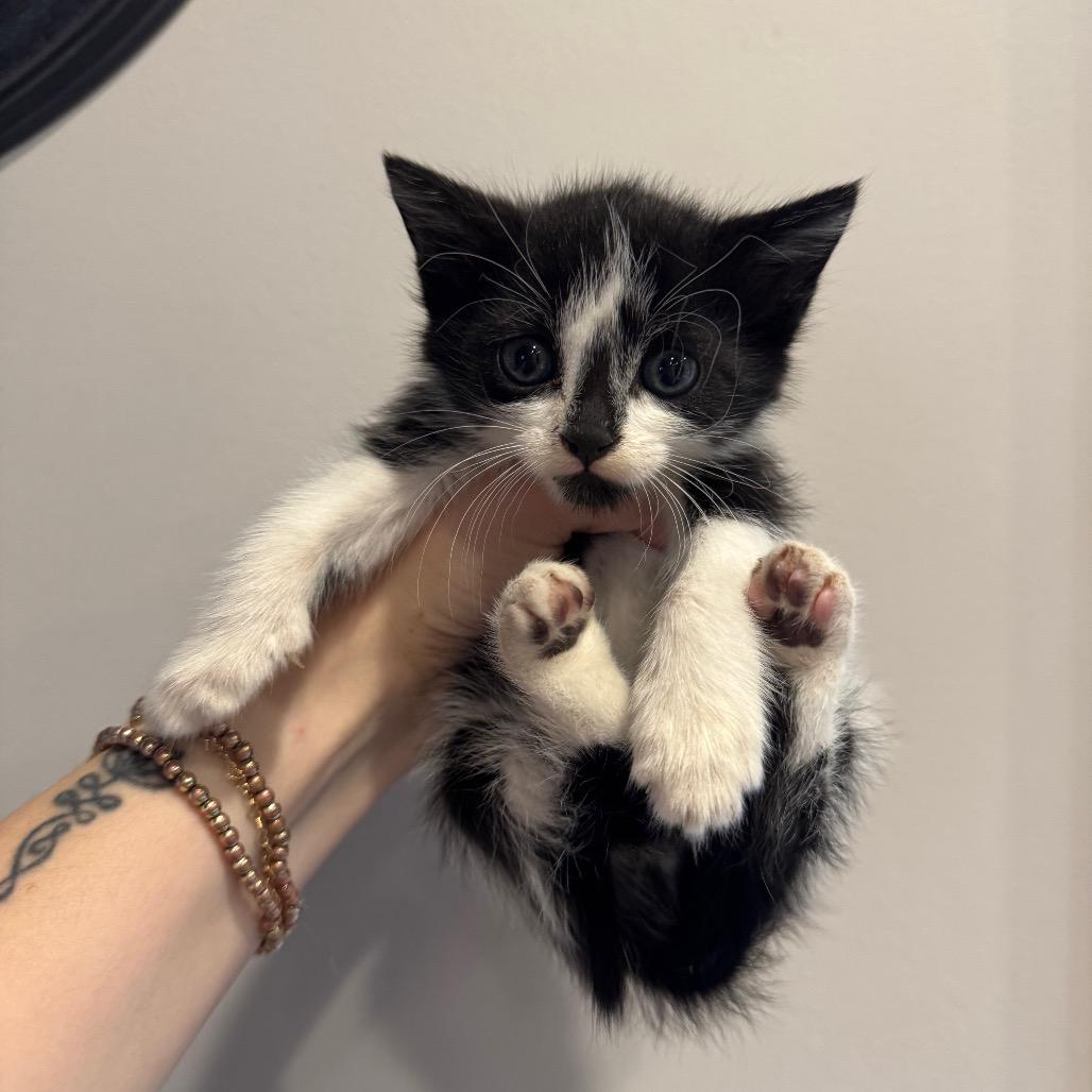 Enlarge Smudge, a Adoptable Domestic Short Hair in Atlanta, GA image 2/6